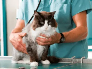 Profissional apoiando um gato peludo na mesa do consultório